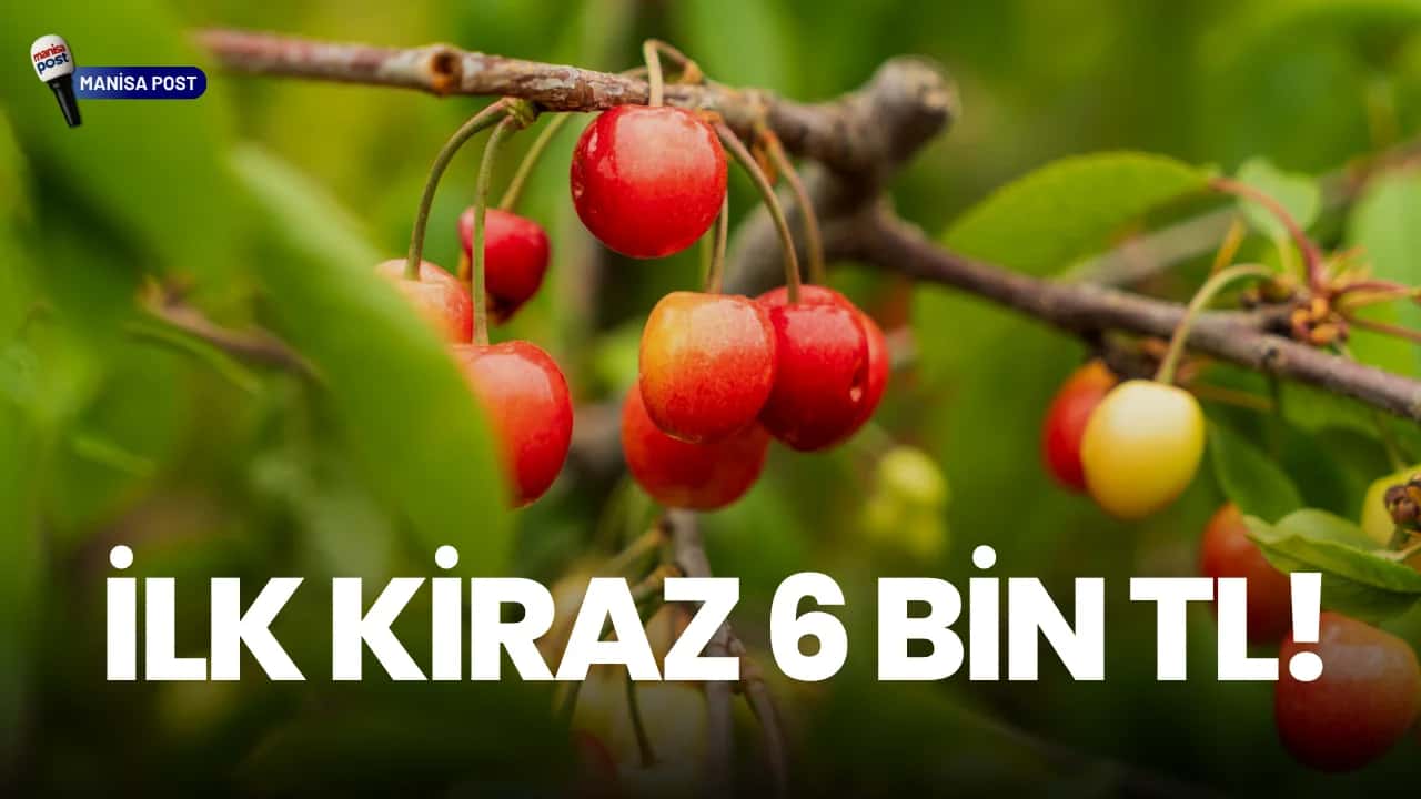 Kuzey Yarımkürenin İlk Kirazı Manisa’dan Çıktı: Kilogramı 6 Bin TL!