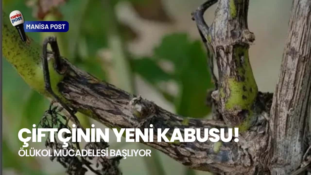 Manisa'da Bağ Üreticisinin Yeni Mücadelesi: Ölükol Hastalığına Karşı 4 Kritik Adım!