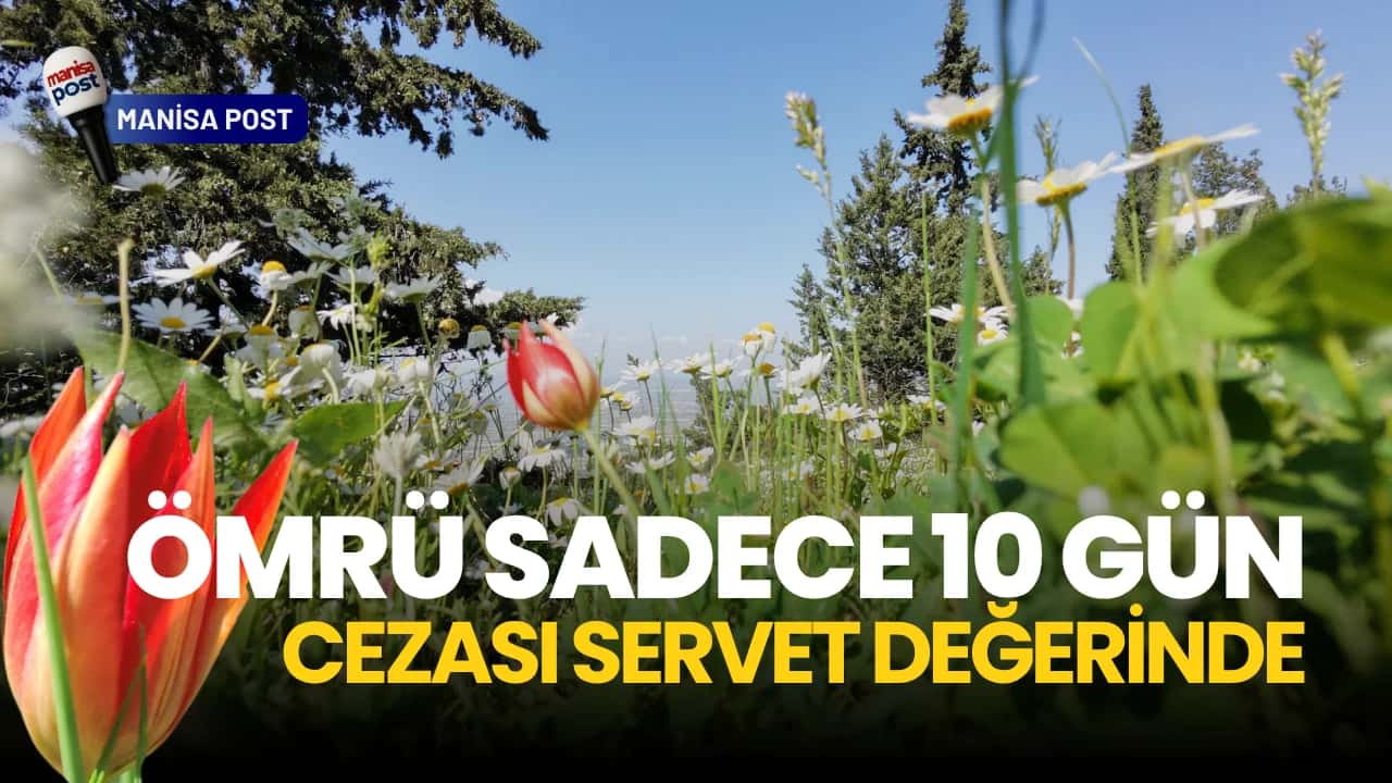 Ömrü Sadece 10 Gün, Cezası Servet Değerinde: Spil’de Manisa Lalesi Mevsimi Başladı