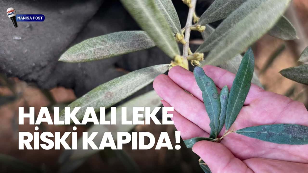 Salihli’de Zeytin Üreticilerine Kritik Uyarı: Halkalı Leke Riski Kapıda!