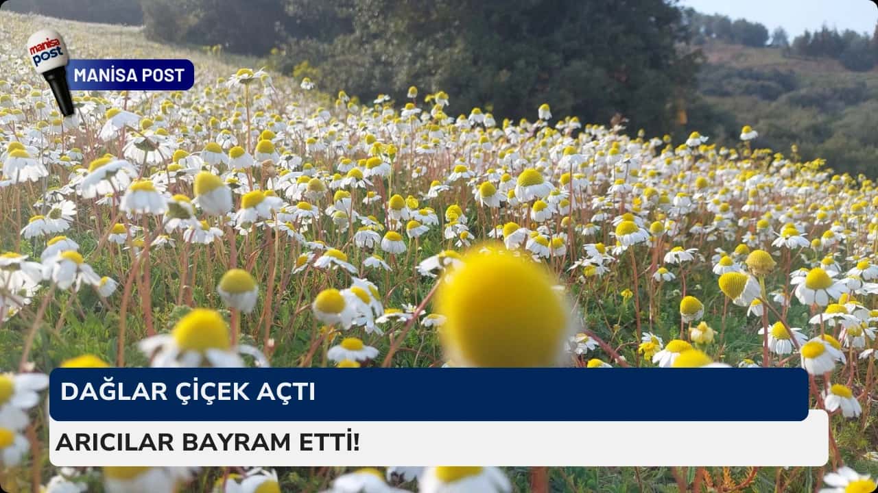 Sarıgöl’de Bahar Erken Geldi: Dağlar Çiçek Açtı, Arıcılar Bayram Etti!