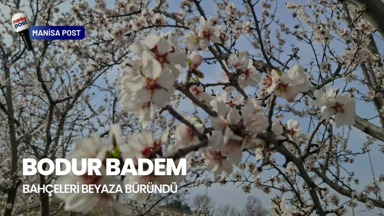 Sarıgöl’de Bahar Senfonisi: Bodur Badem Bahçeleri Beyaza Büründü!