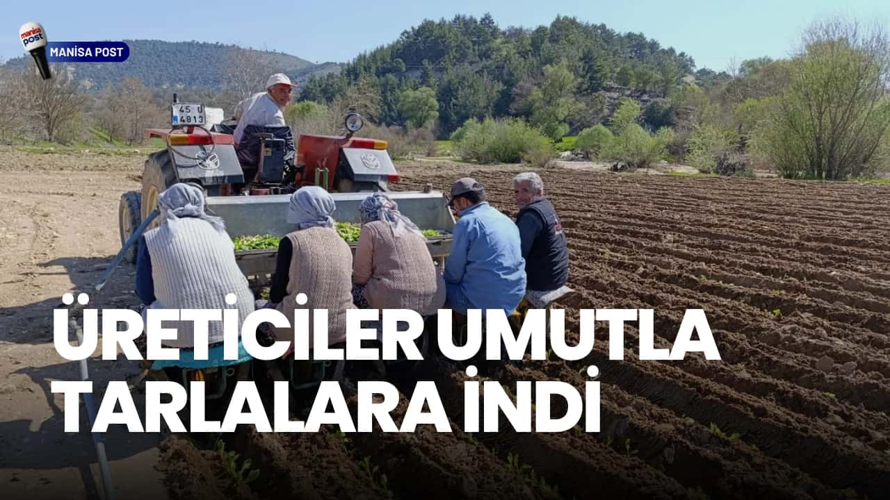 Selendi’de Tütün Mesaisi Başladı: Üreticiler Umutla Tarlalara İndi