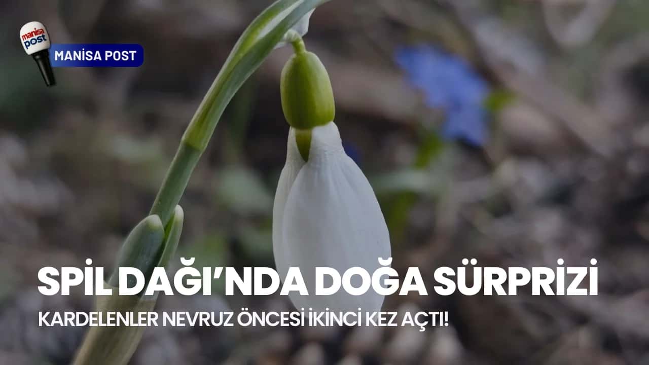 Spil Dağı’nda Doğa Sürprizi: Kardelenler Nevruz Öncesi İkinci Kez Açtı!