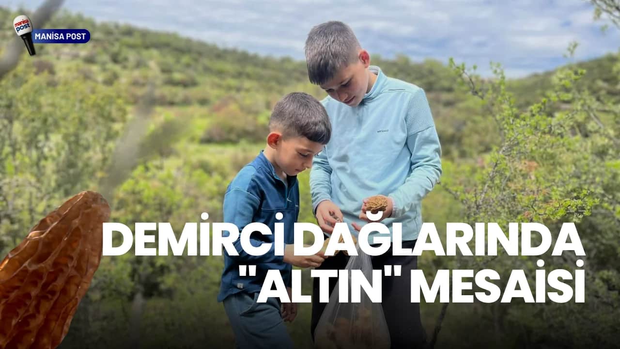 Demirci Dağlarında "Altın" Mesaisi: Kuzu Göbeğinin Kilogramı 2 Bin TL!