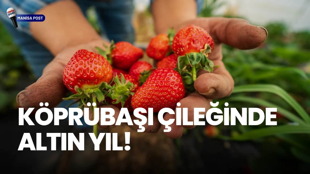 Köprübaşı Çileğinde Altın Yıl: Baraj Doldu, Verim ve Kazanç Katlandı!