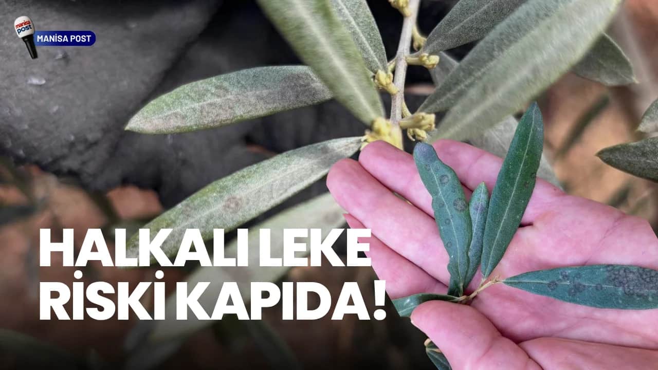 Salihli’de Zeytin Üreticilerine Kritik Uyarı: Halkalı Leke Riski Kapıda!