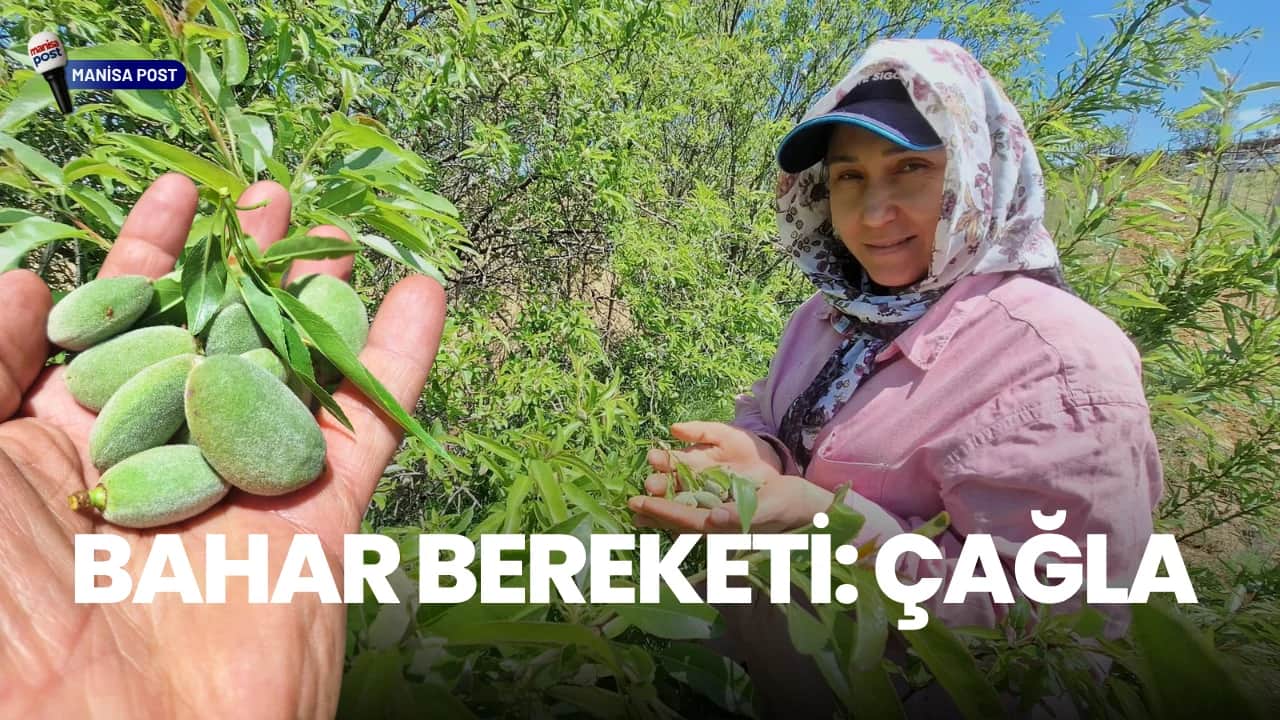 Sarıgöl’de Bahar Bereketi: Çağla Tezgahlara İndi, Üreticinin Yüzü Gülüyor