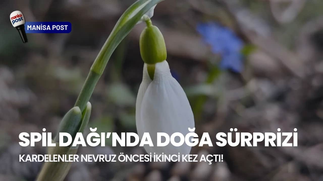 Spil Dağı’nda Doğa Sürprizi: Kardelenler Nevruz Öncesi İkinci Kez Açtı!
