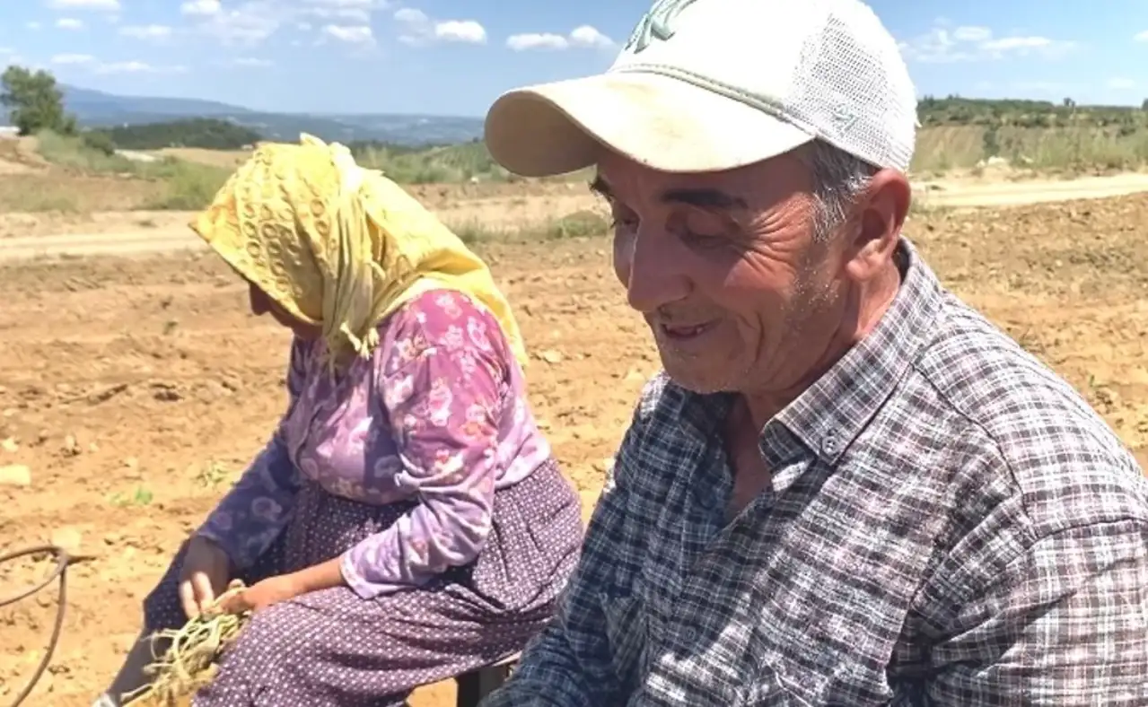 Manisa'da Tütün İşçilerinin Kavurucu Sıcakla İmtihanı! "Dışarıdan Kolay Görünüyor Ama Canımız Çıkıyor"