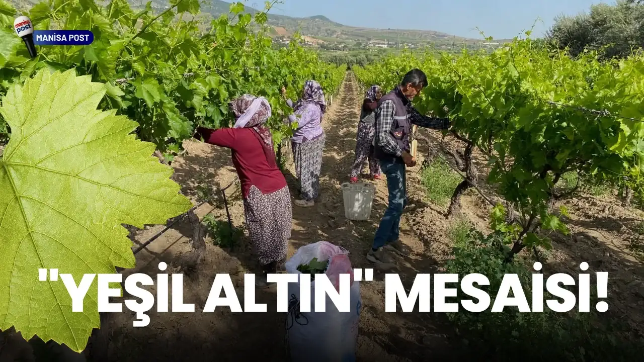 Alaşehir’de "Yeşil Altın" Mesaisi: Üreticinin Can Suyu "Yaprakbank" Sezonu Açıldı