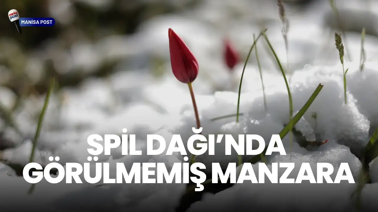 Spil Dağı’nda Görülmemiş Manzara: Manisa Laleleri Mayıs Karı Altında Kaldı
