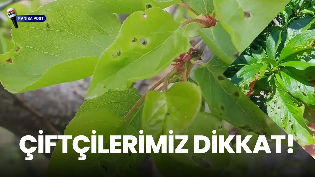 Meyve Üreticilerine Kritik Uyarı: Yaprak Delen ve Ateş Yanıklığı Tehlikesi