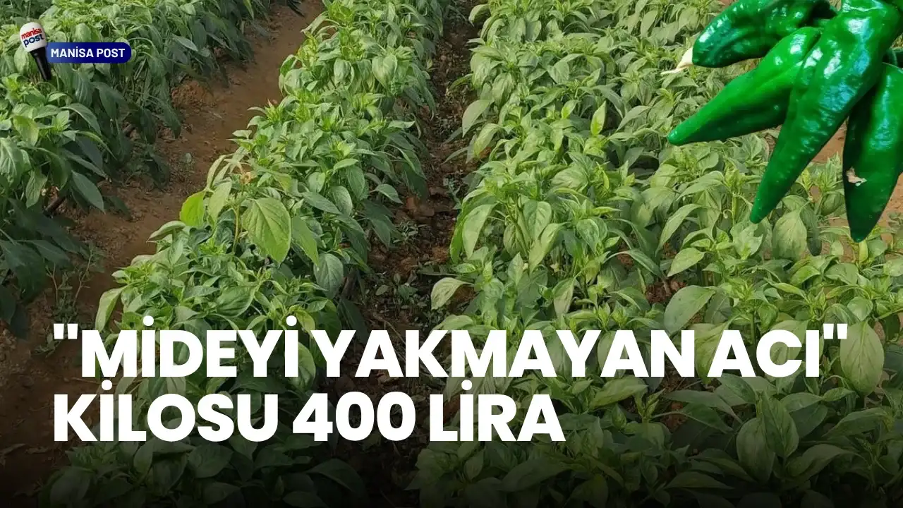 Ata Tohumu Serada Yetişti: Emcelli Biberi Pazarda Kilosu 400 Liradan Satışta