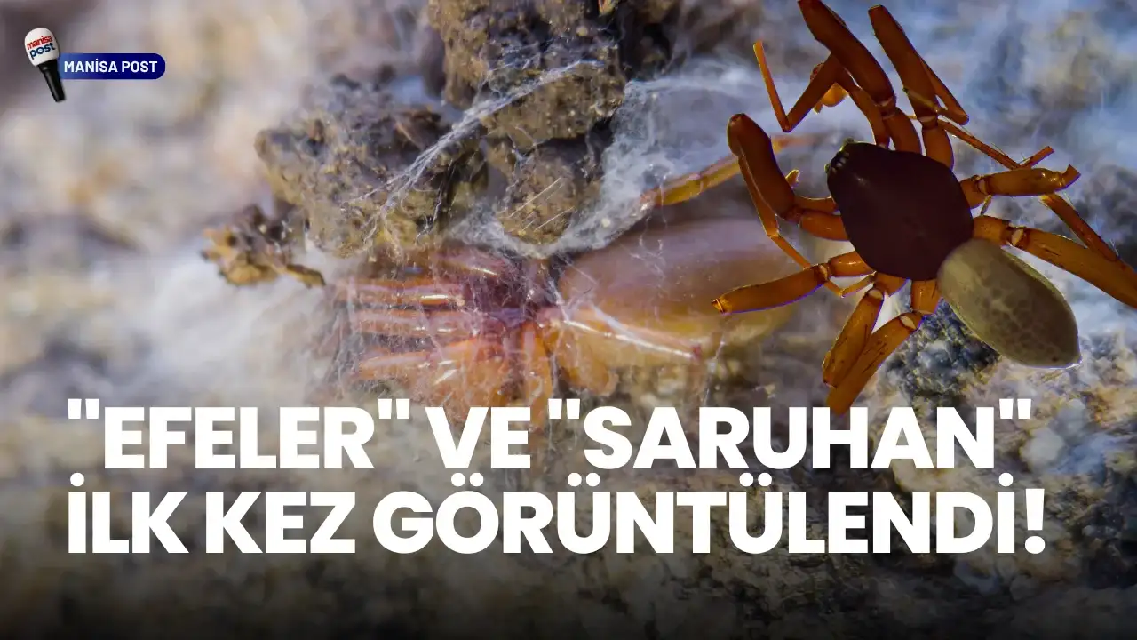 Ege’nin Saklı Zenginliği: Bilim Dünyasına 8 Yeni Örümcek Türü Kazandırıldı
