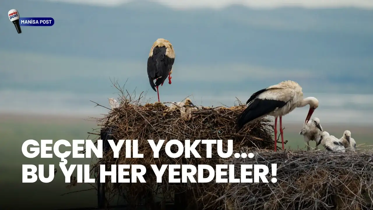Marmara Gölü Su Tutunca Leylekler Geri Döndü: Kemerdamları’nda "Leylek" Bereketi
