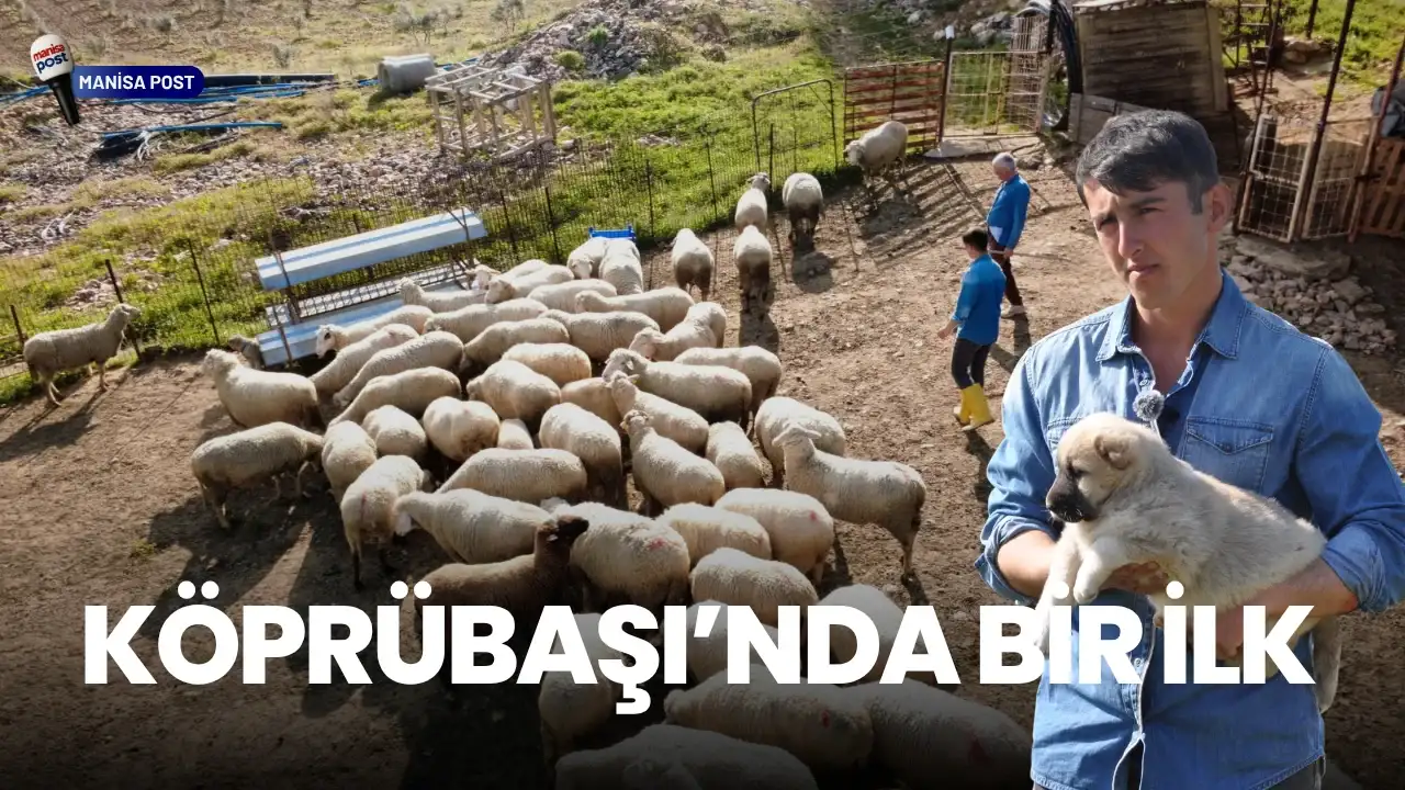 Köprübaşı’nda Bir İlk: Genç Fizyoterapist Manisa’da Sivas Kangalı Üretimine Başladı