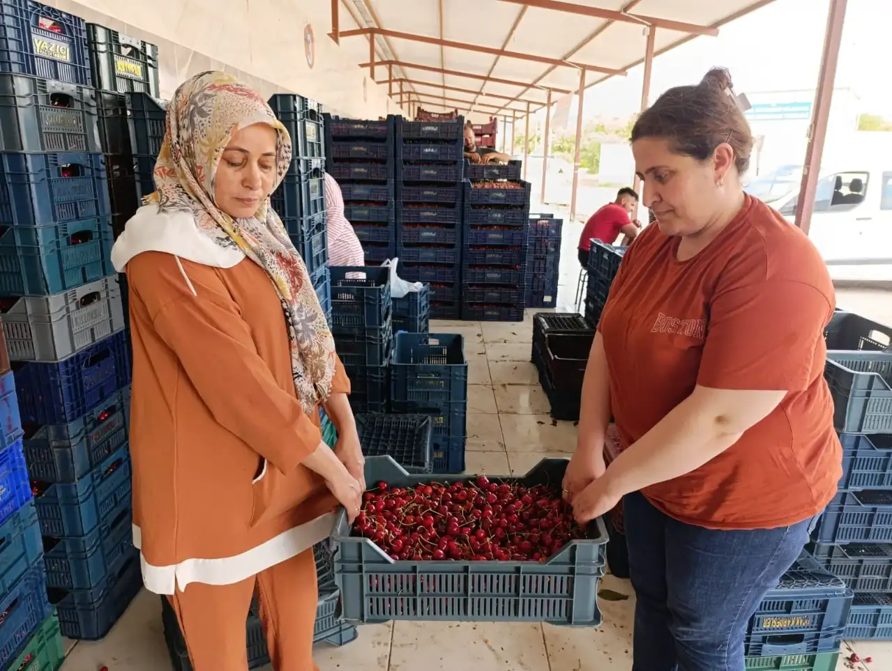Selendi'de 25 Yıl Önce Dikilen Fidanlar Servet Bastı! Tütünü Bırakan Köylü Şimdi Avrupa’yı Besliyor