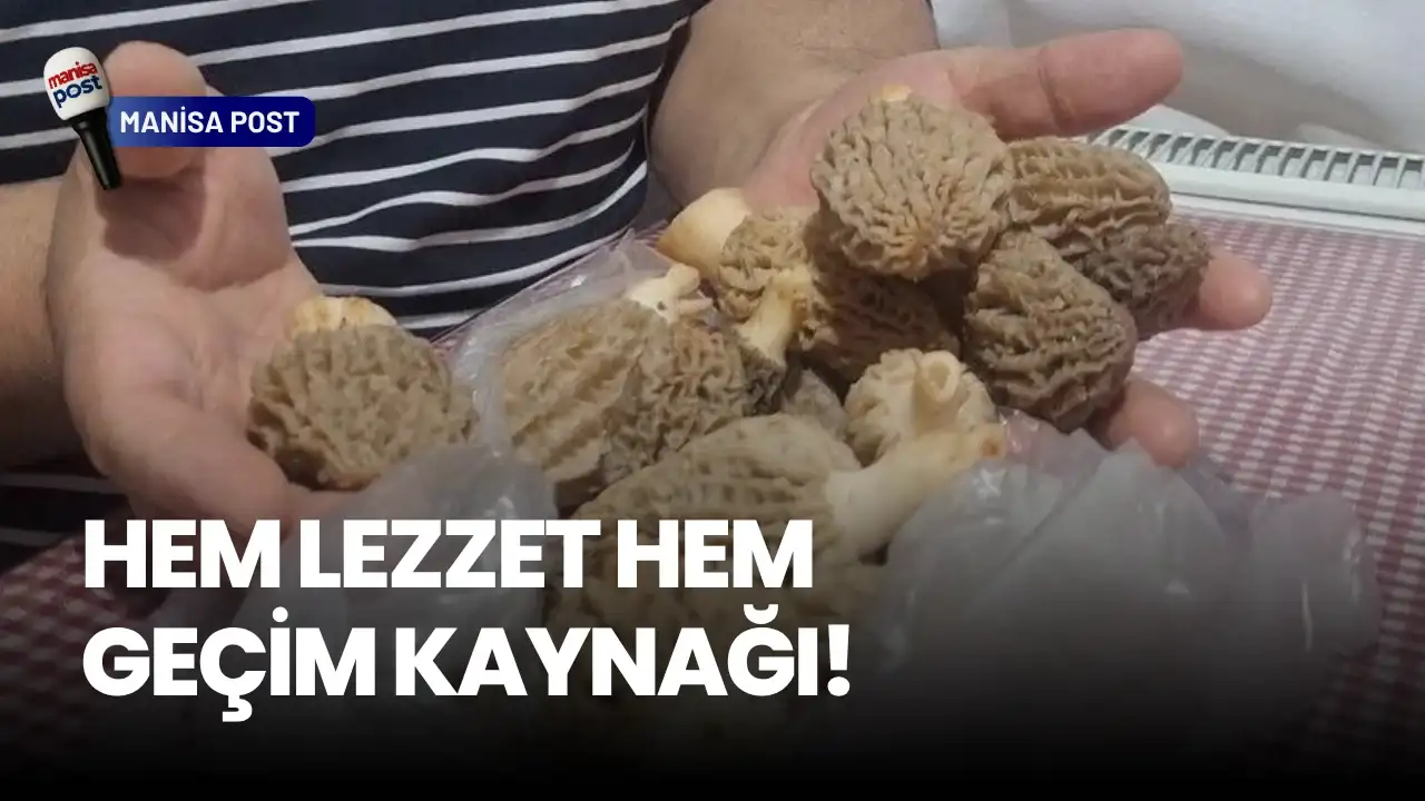 Sarıgöl Dağlarında "Kuzugöbeği" Mesaisi Başladı: Hem Lezzet Hem Geçim Kaynağı!