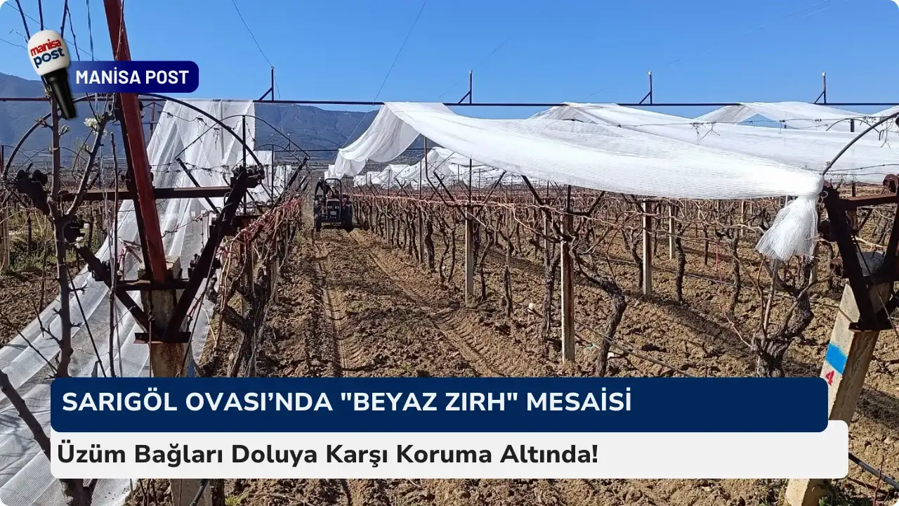 Sarıgöl Ovası’nda "Beyaz Zırh" Mesaisi: Üzüm Bağları Doluya Karşı Koruma Altında!