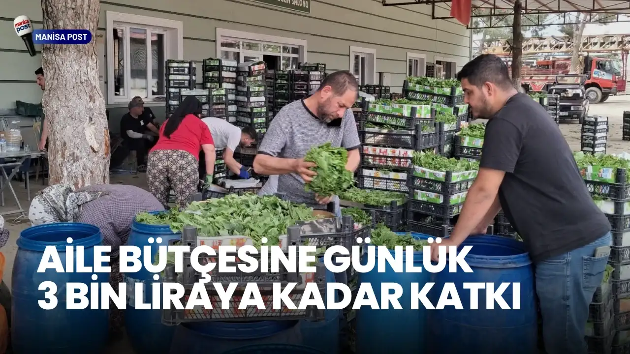 Sarıgöl’de Bağ Yaprağı Mesaisi Başladı: Kilogram Fiyatı Üreticiyi Memnun Etti