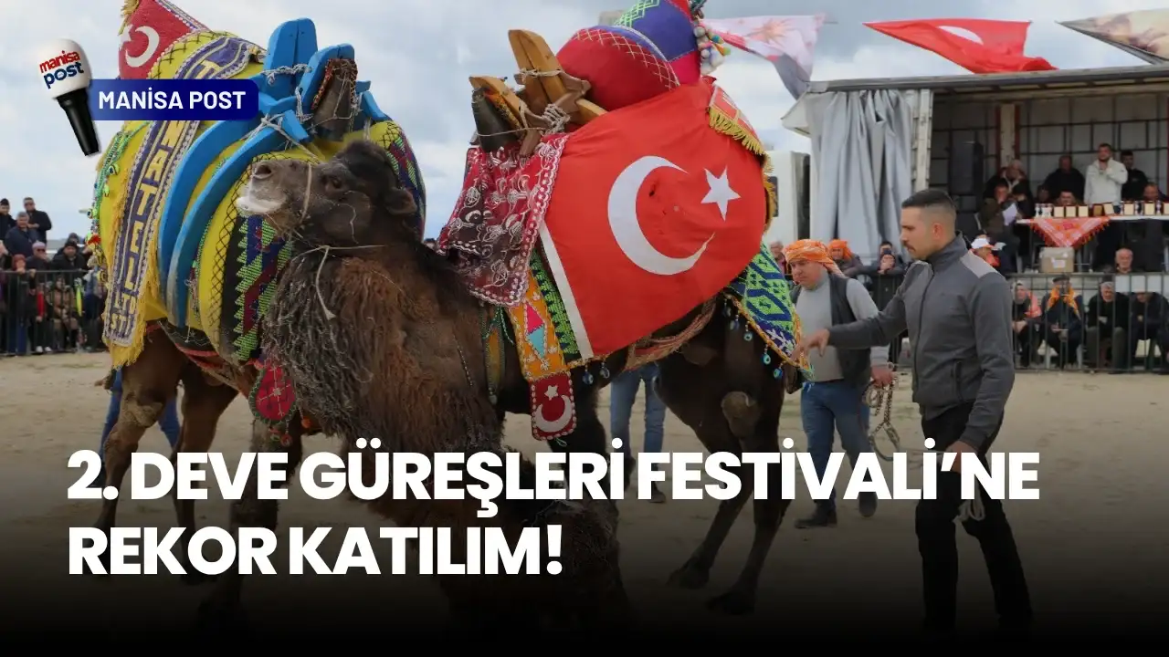 Saruhanlı’da Devlerin Buluşması: 2. Deve Güreşleri Festivali’ne Rekor Katılım!