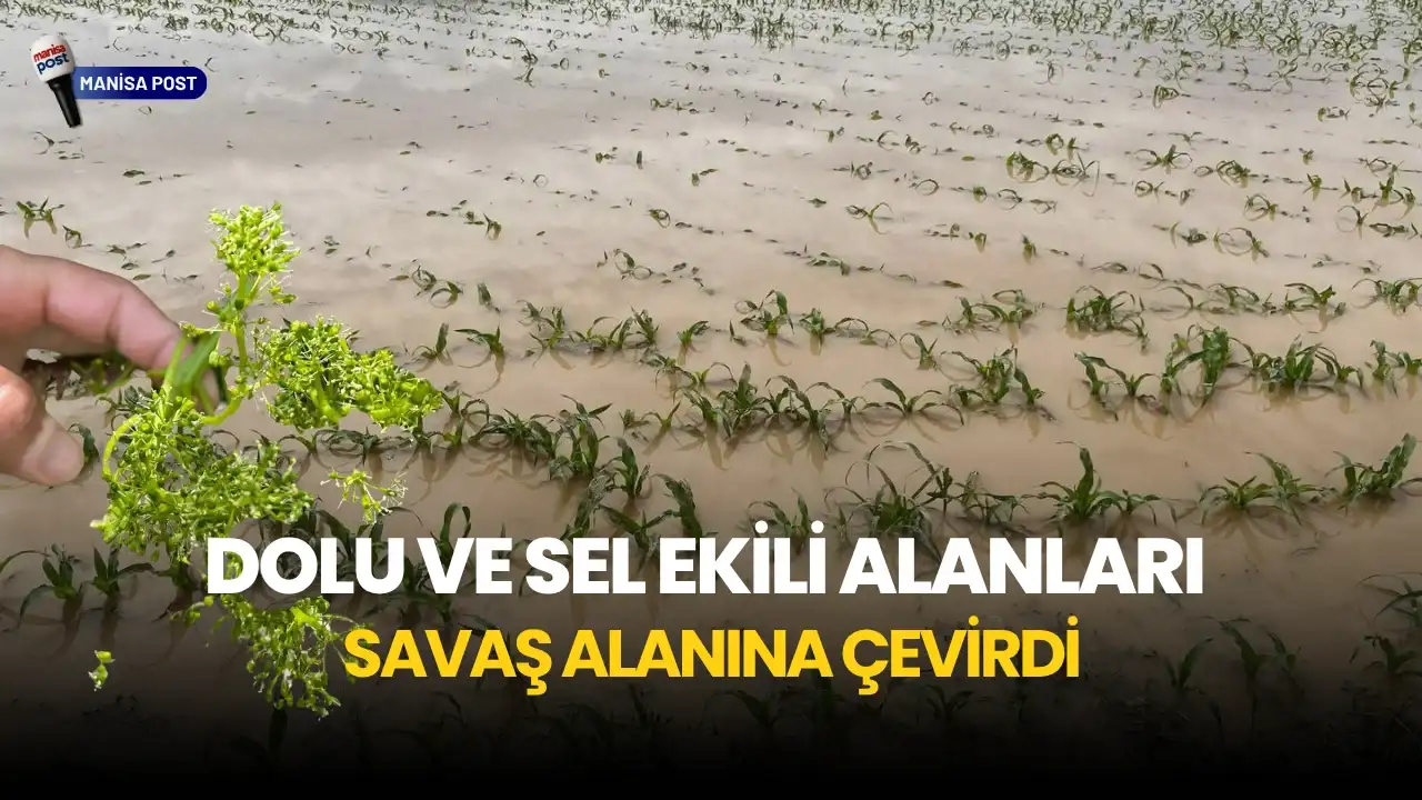 Saruhanlı’da Tarımı Vuran Afet: Dolu ve Sel Ekili Alanları Savaş Alanına Çevirdi