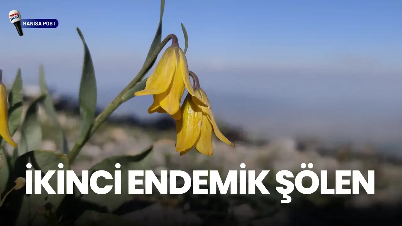 Spil’de İkinci Endemik Şölen: Karya Ters Laleleri Zirvede Boy Gösterdi