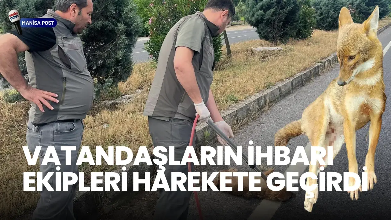 Ahmetli’de Araç Çarpması Sonucu Yaralanan Çakal Koruma Altına Alındı