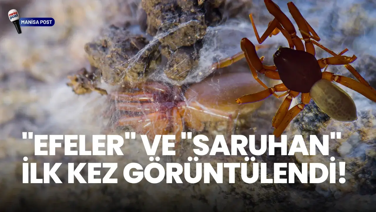 Ege’nin Saklı Zenginliği: Bilim Dünyasına 8 Yeni Örümcek Türü Kazandırıldı