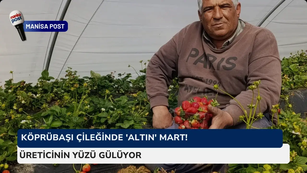 Köprübaşı Çileğinde 'Altın' Mart! Kilosu 200 Liradan Kapış Kapış Gidiyor: Üreticinin Yüzü Gülüyor
