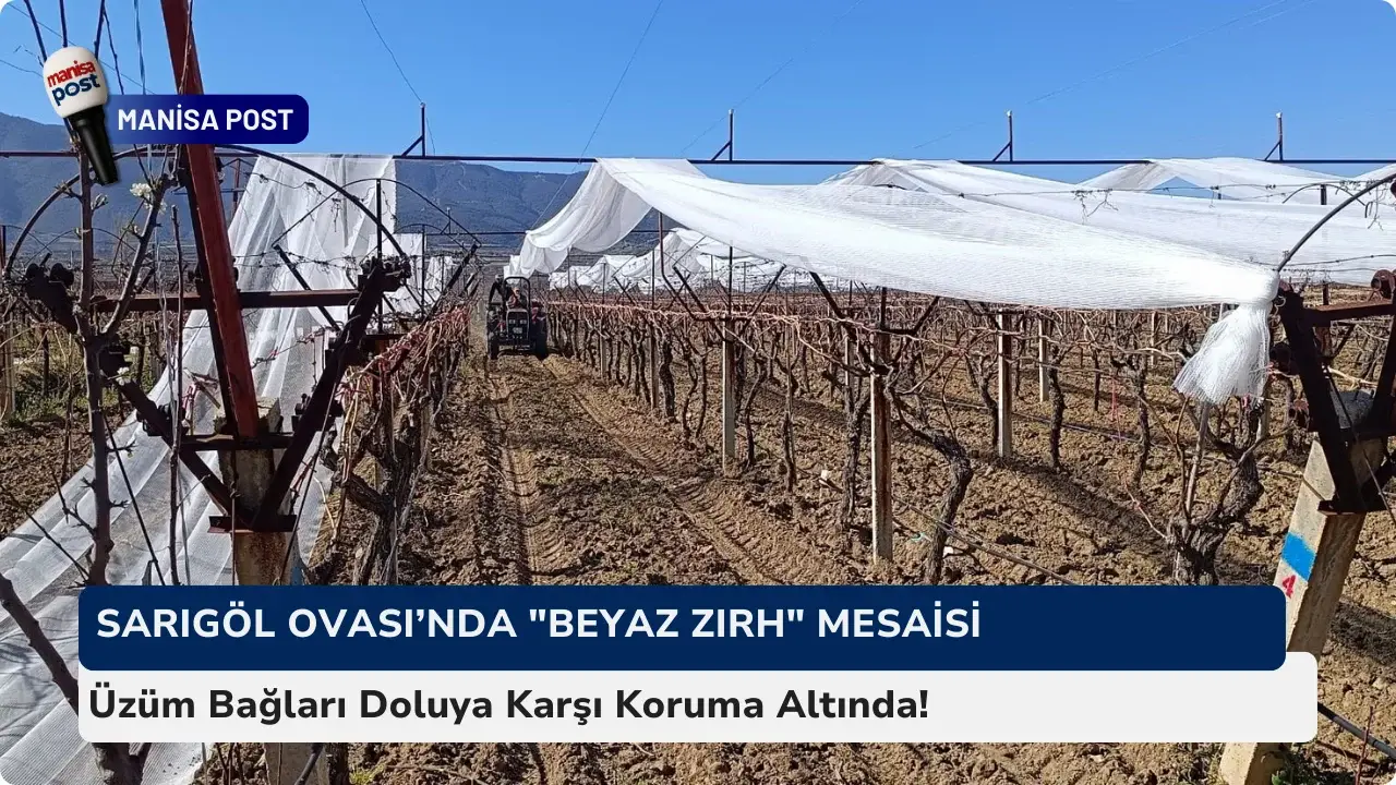 Sarıgöl Ovası’nda "Beyaz Zırh" Mesaisi: Üzüm Bağları Doluya Karşı Koruma Altında!