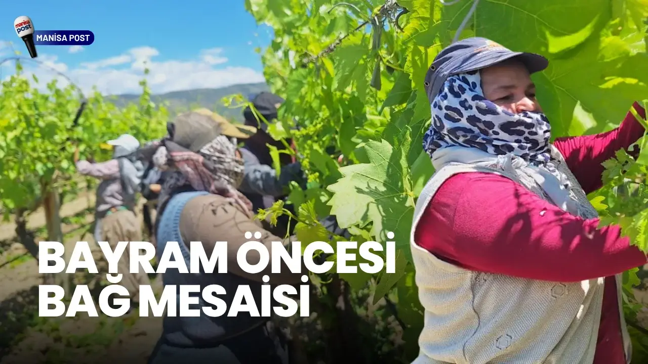 Sarıgöl’de Bayram Öncesi Bağ Mesaisi: Üretici Sıcak Havaya Rağmen Sahada
