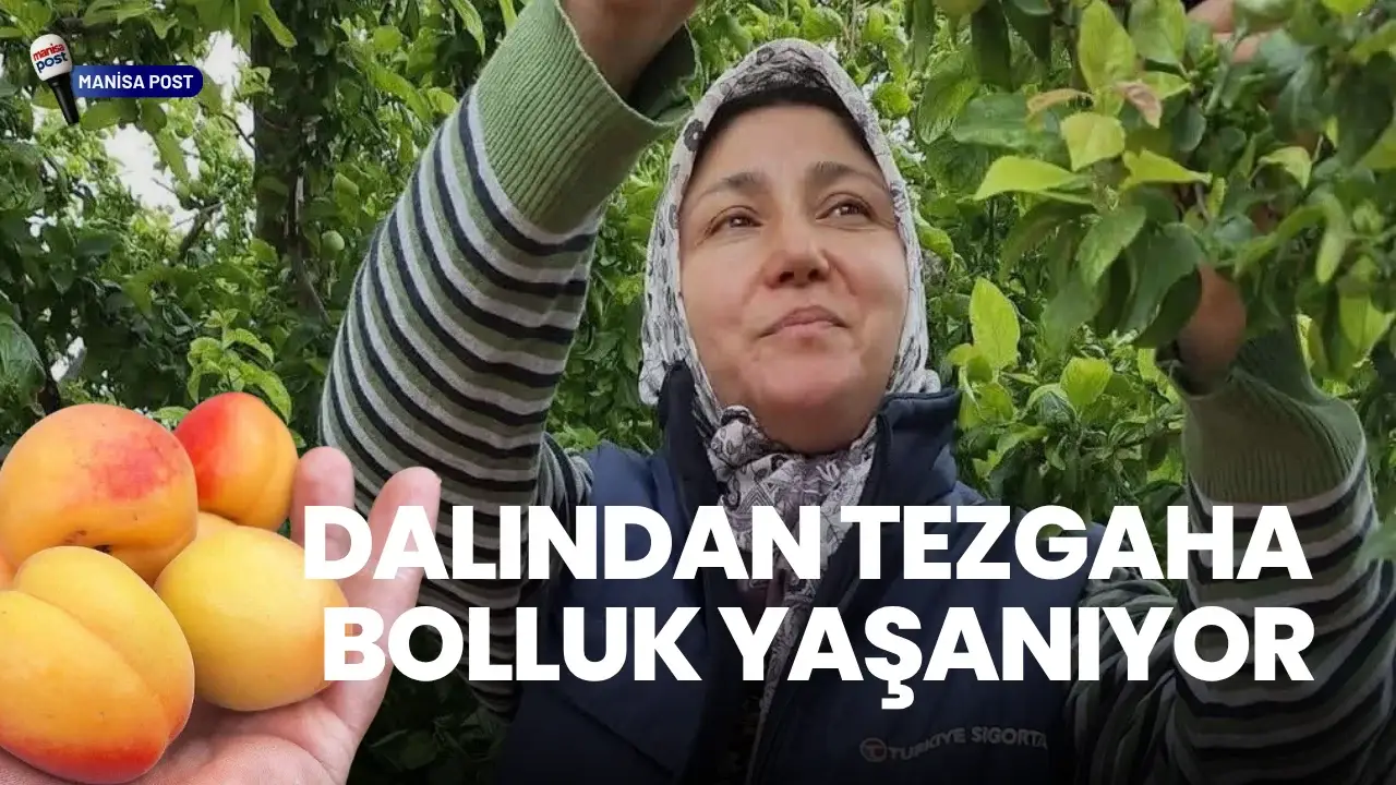 Sarıgöl’de Yaz Meyvesi Bereketi: Dalından Tezgâha Bolluk Yaşanıyor